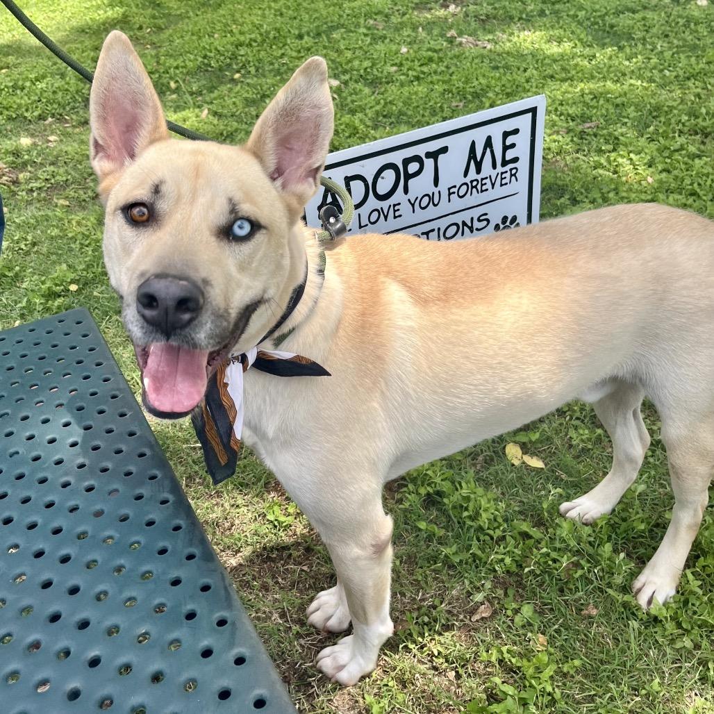 Loki aka Scott, a Adoptable German Shepherd Dog in Palestine, TX image 5/5