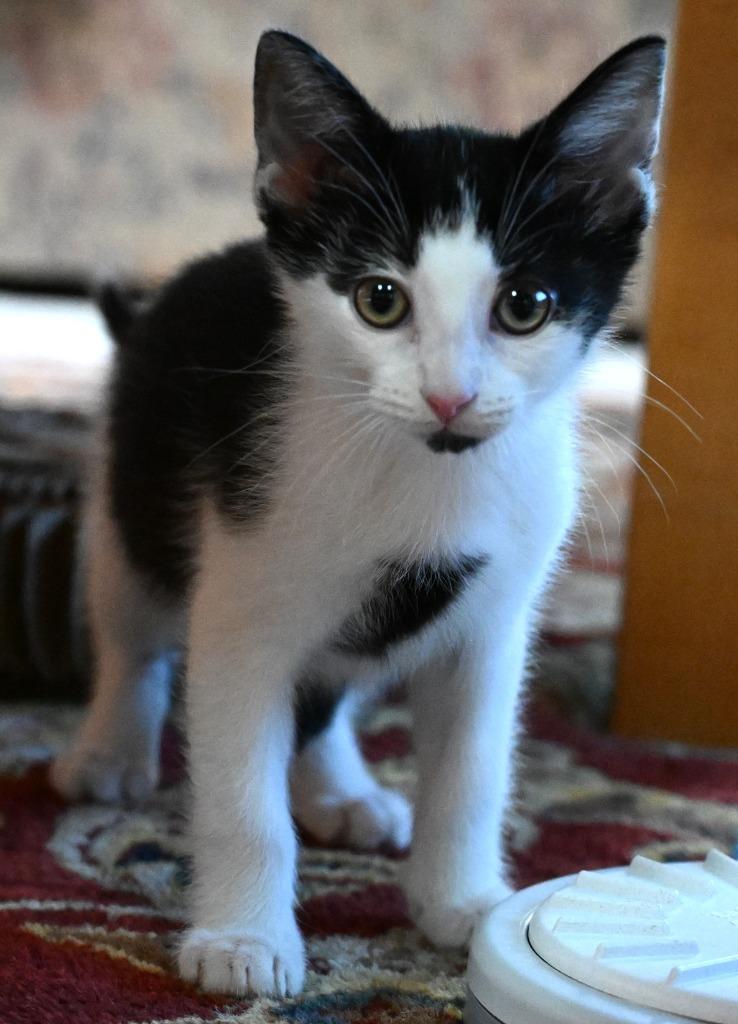 Santorini, a Adoptable mixed breed in Newnan, GA image 2/4