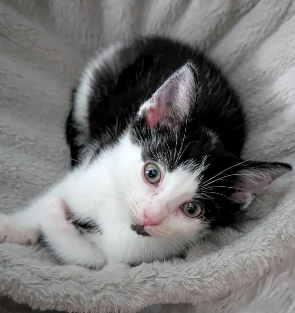 Santorini, Adoptable, Kitten Male Domestic Short Hair.