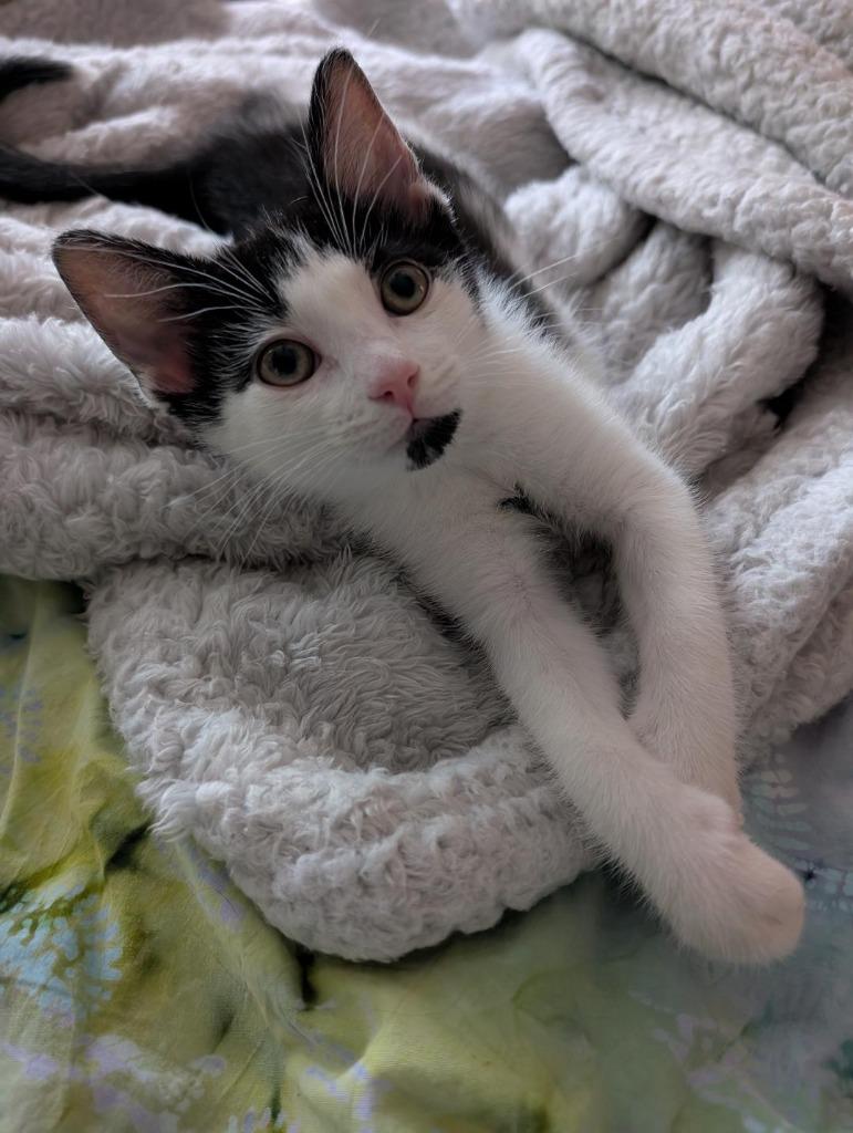 Santorini, a Adoptable mixed breed in Newnan, GA image 3/4