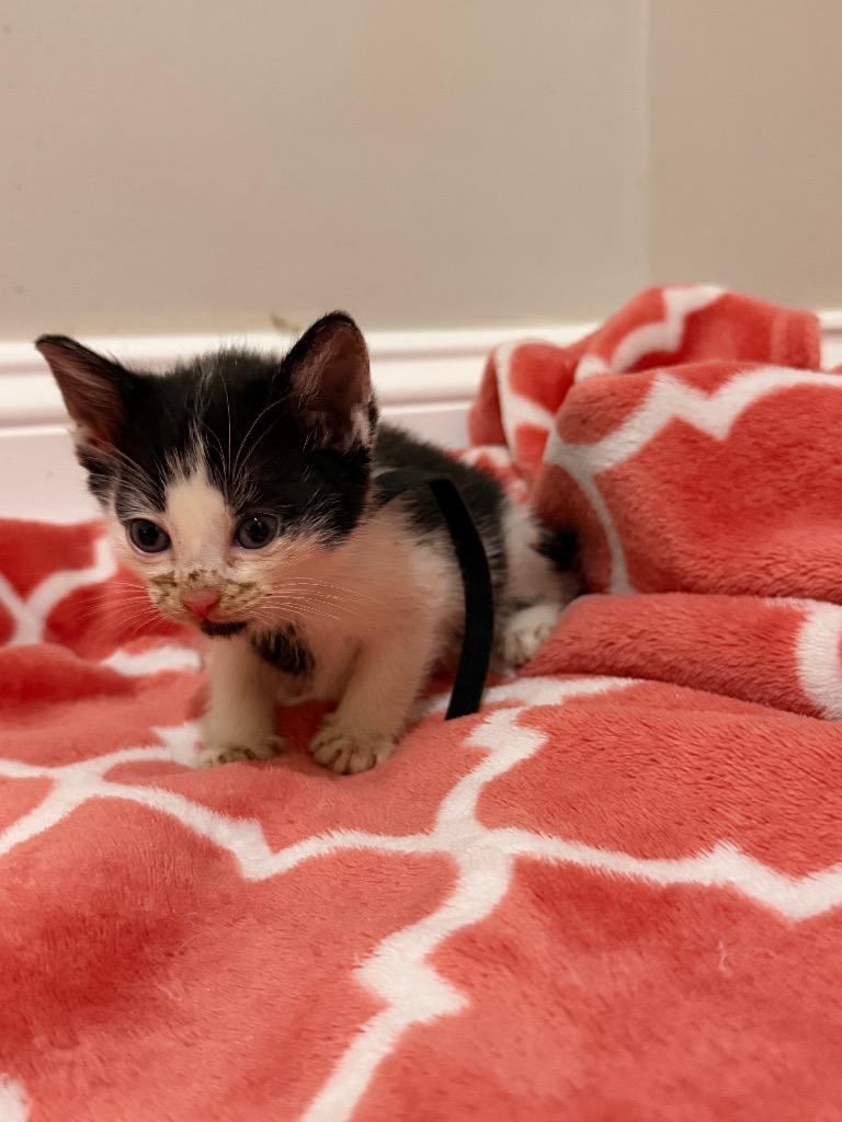 Santorini, a Adoptable mixed breed in Newnan, GA image 4/4