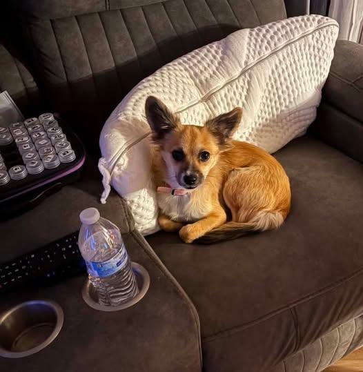 Cinnamon, ADOPTABLE, Young Female Chihuahua.