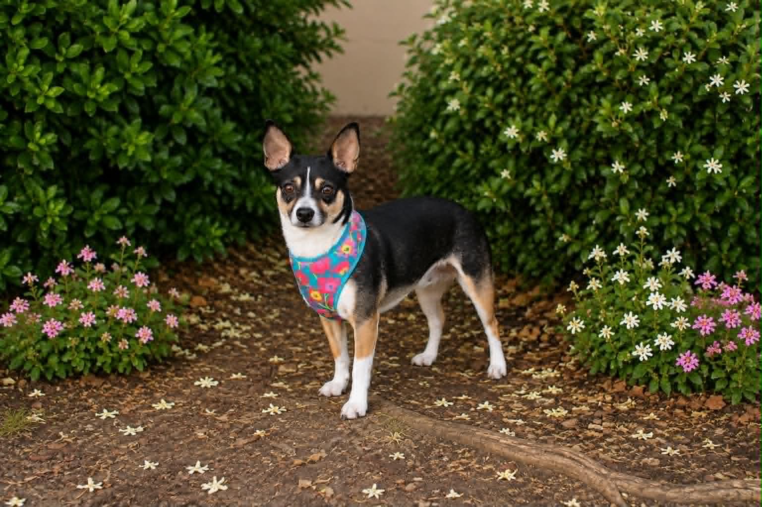 Enlarge Coco, an adopted mixed breed in Yuba City, CA image 2/4