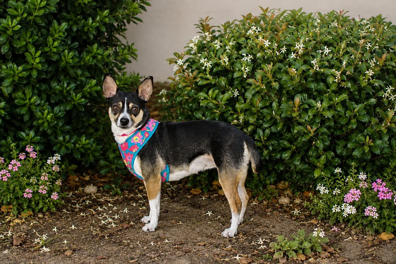 Enlarge Coco, an adopted mixed breed in Yuba City, CA image 4/4