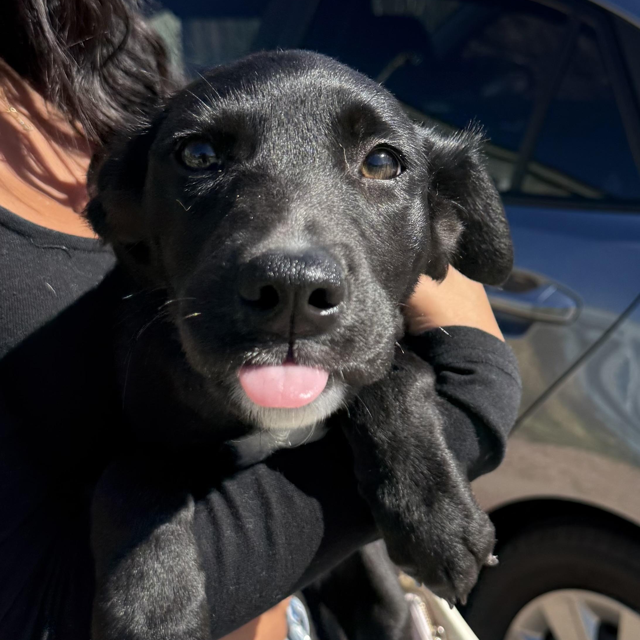 Capri, an adopted mixed breed in San Diego, CA image 2/6