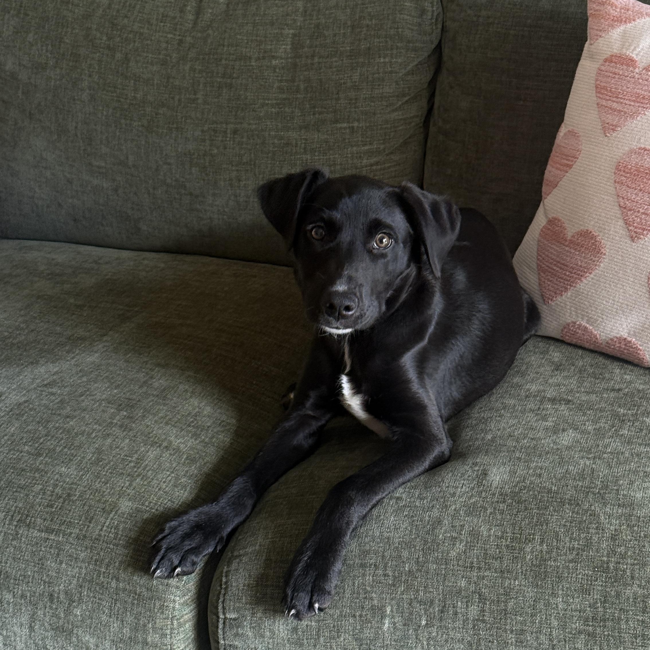 Capri, an adopted mixed breed in San Diego, CA image 3/6