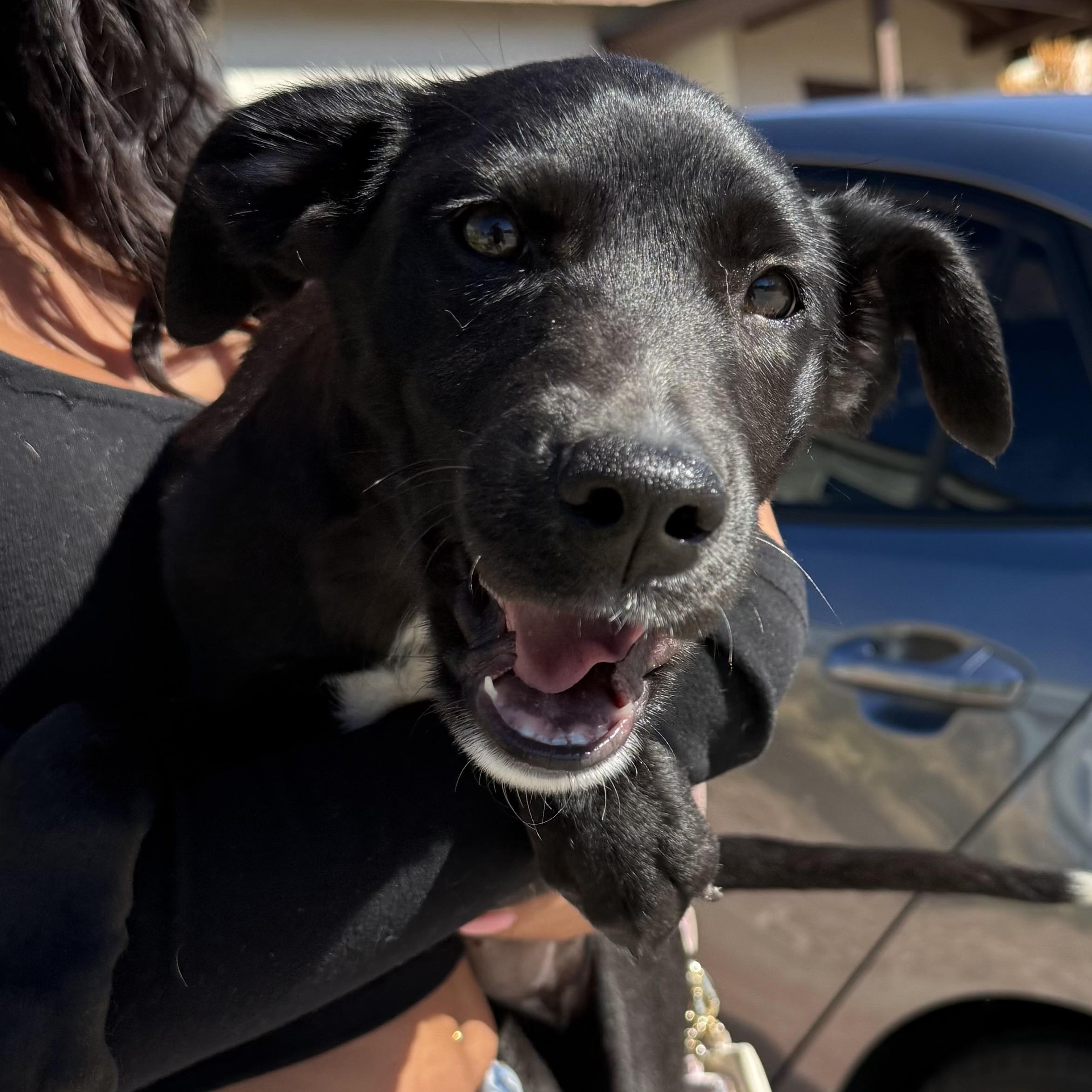 Capri, an adopted mixed breed in San Diego, CA image 1/6
