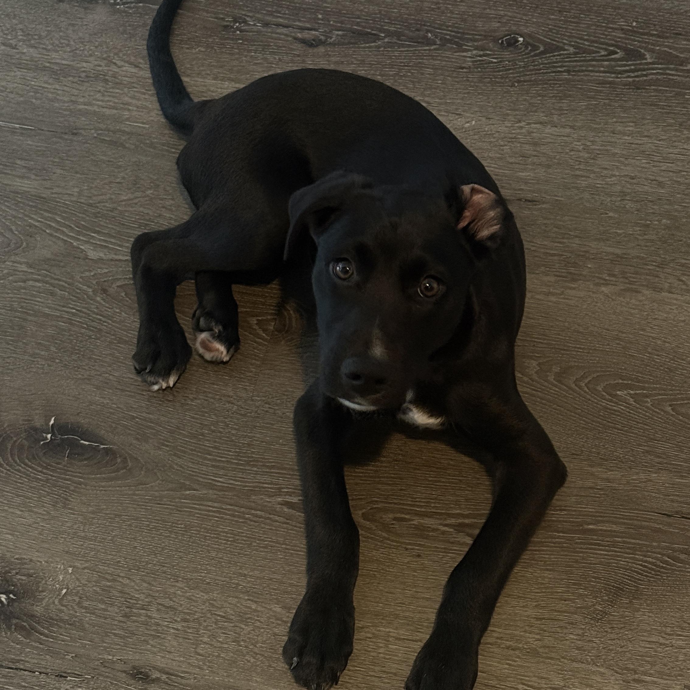 Capri, an adopted mixed breed in San Diego, CA image 6/6