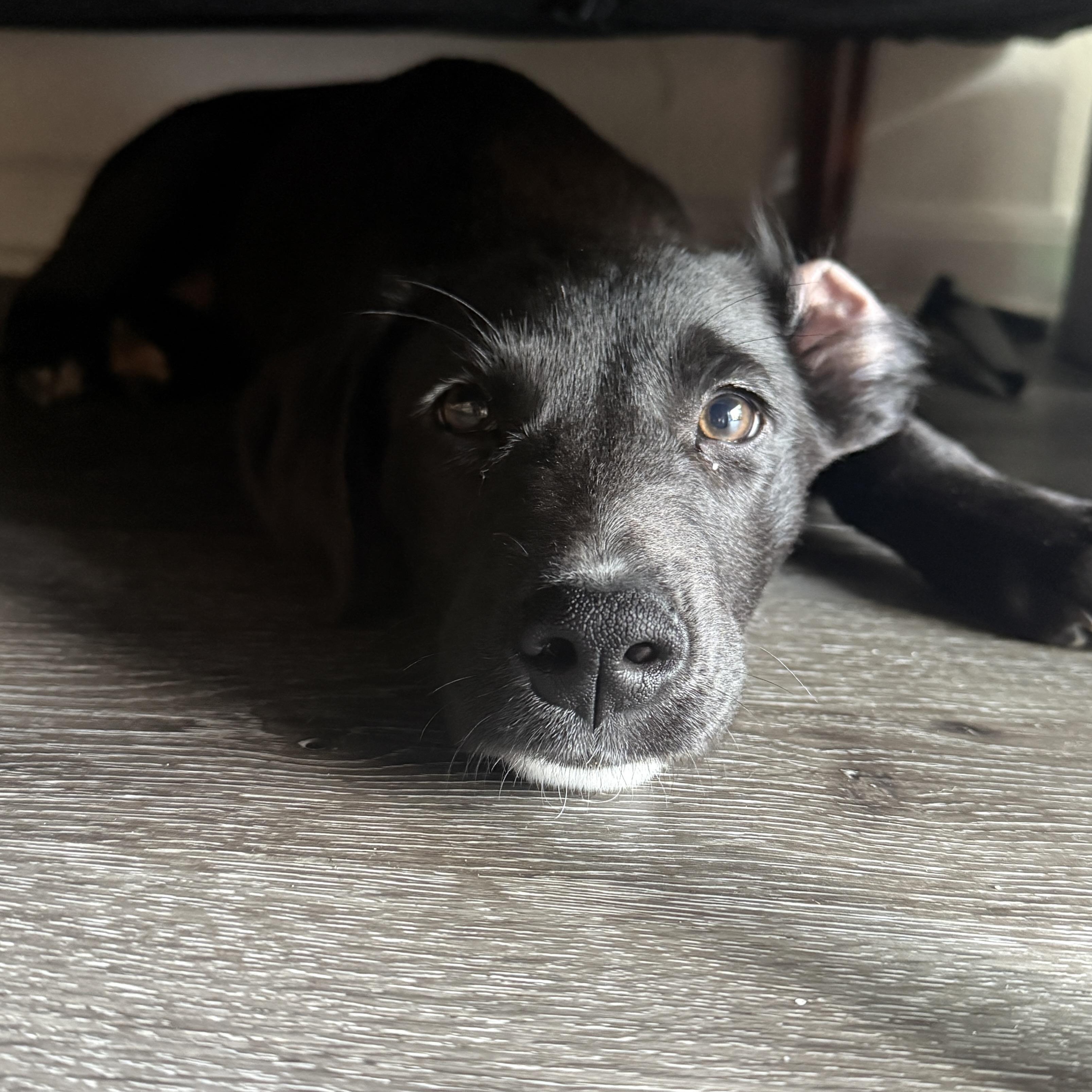 Capri, an adopted mixed breed in San Diego, CA image 4/6