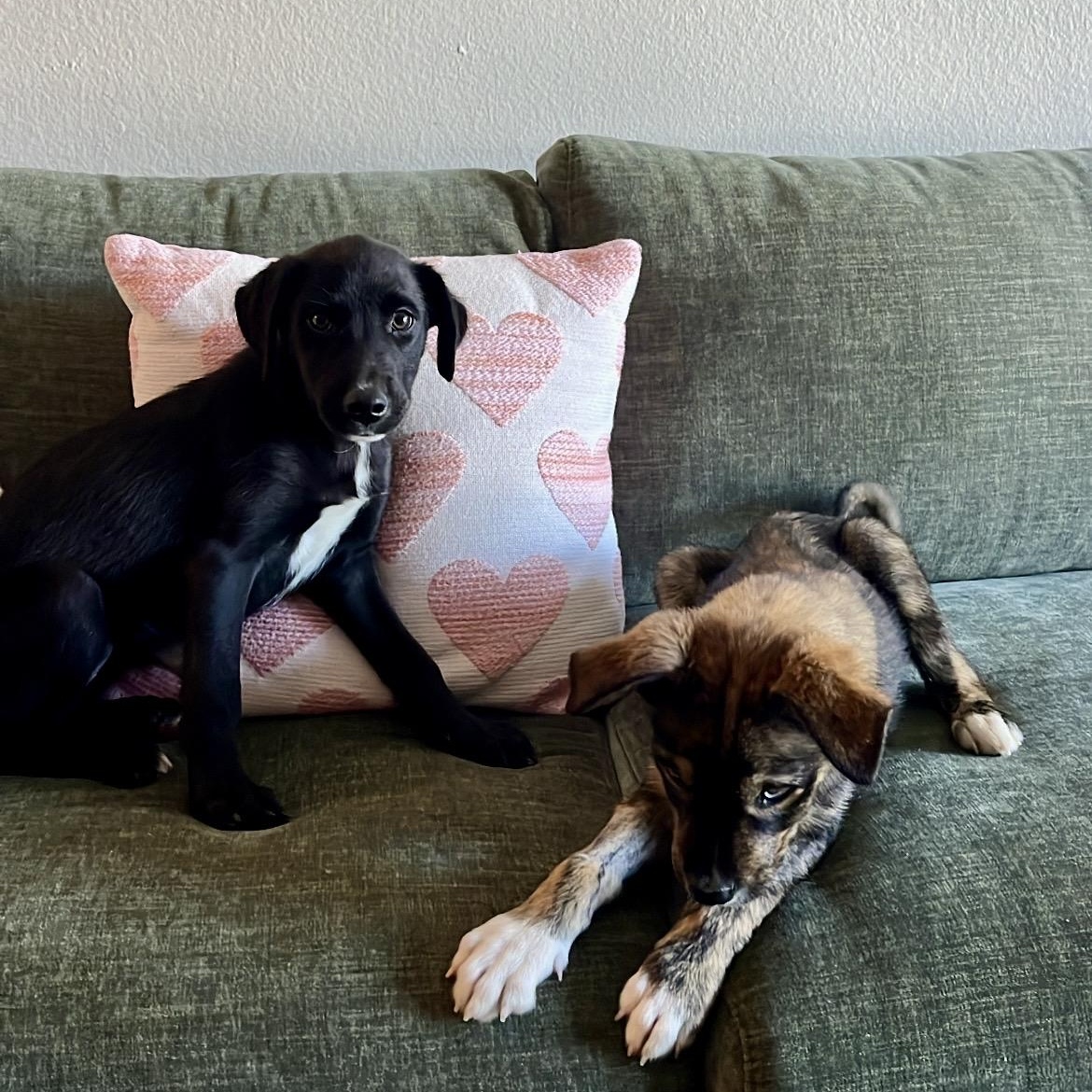 Capri, an adopted mixed breed in San Diego, CA image 5/6