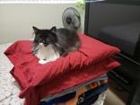 Remi and Miko, ADOPTABLE, Adult Female Domestic Long Hair.