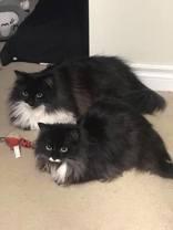Remi and Miko, a ADOPTABLE Domestic Long Hair in Waterdown, ON image 2/4