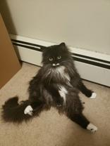 Remi and Miko, a ADOPTABLE Domestic Long Hair in Waterdown, ON image 3/4