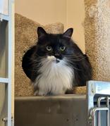 Remi and Miko, a ADOPTABLE Domestic Long Hair in Waterdown, ON image 4/4