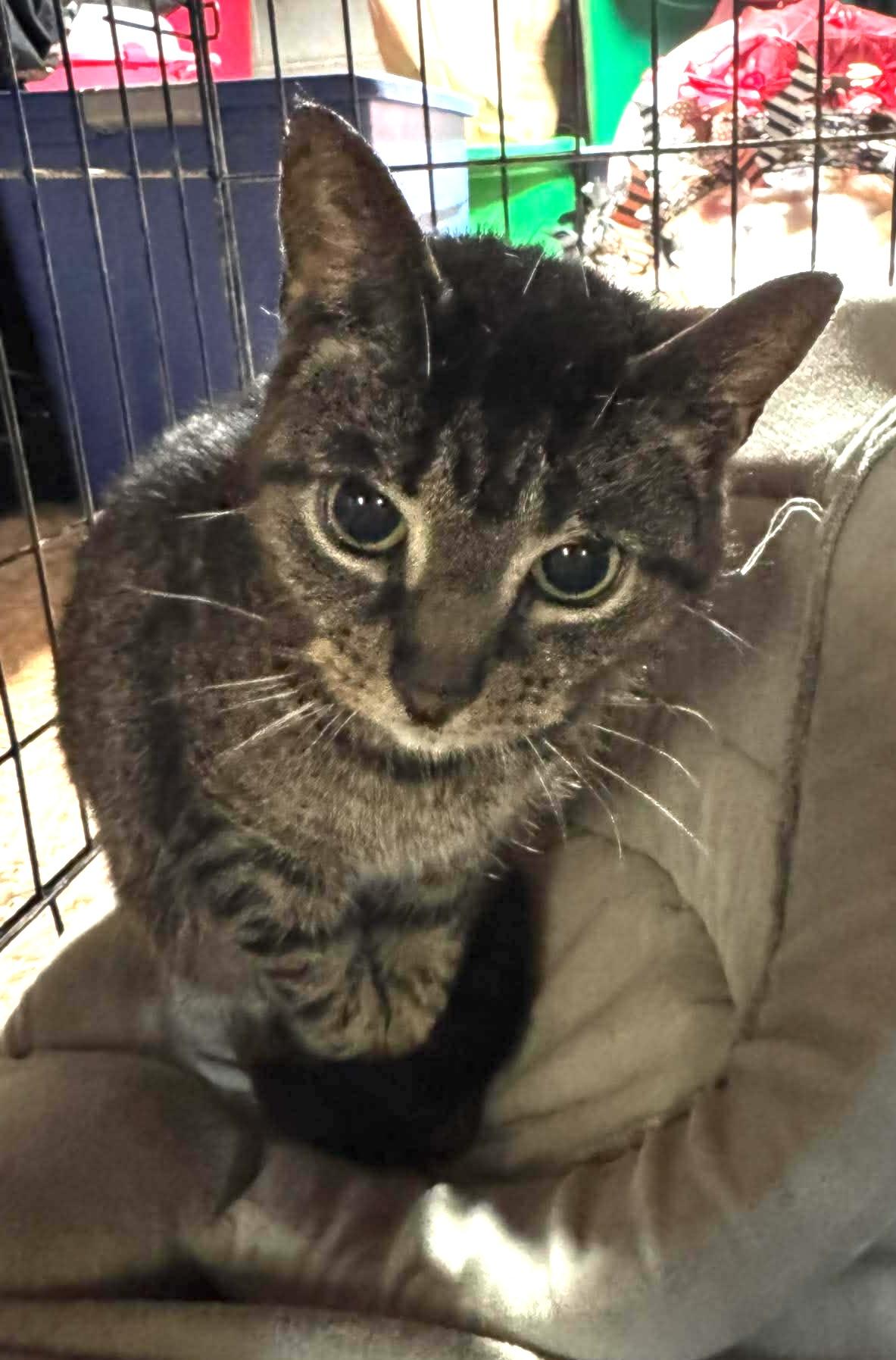 Enlarge Malin, a ADOPTABLE Tiger in Fulton, NY image 2/2