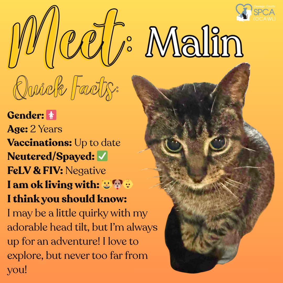 Malin, ADOPTABLE, Adult Female Tiger.