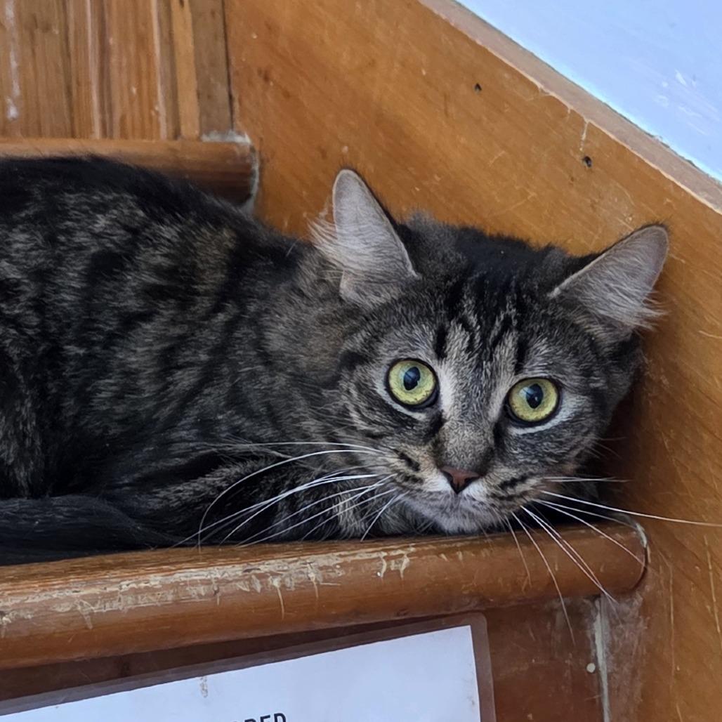 Wiggles, a Adoptable Domestic Medium Hair in Brimfield, MA image 1/3