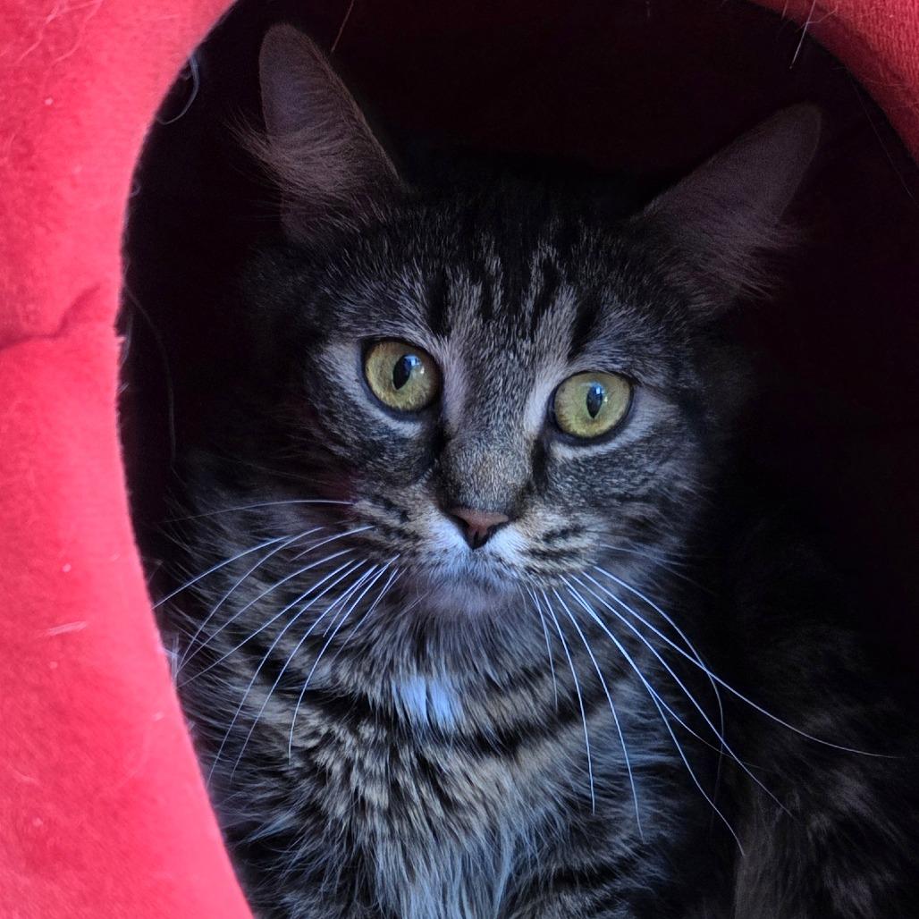 Wiggles, a Adoptable Domestic Medium Hair in Brimfield, MA image 2/3