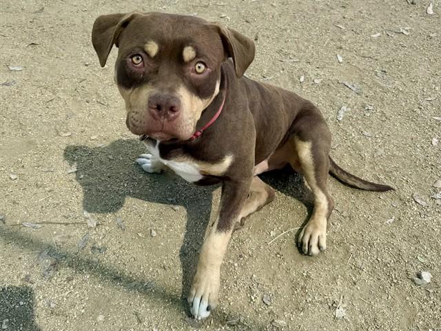 JIMINY CRICKET, Adoptable, Adult Male Pit Bull Terrier.