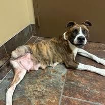 Enlarge NELLIE, a Adoptable mixed breed in Dyersburg, TN image 1/1