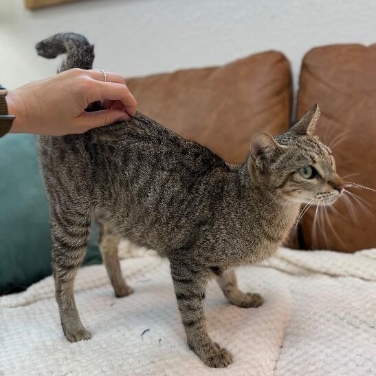 Buttercup Alvin — thumbnail 2