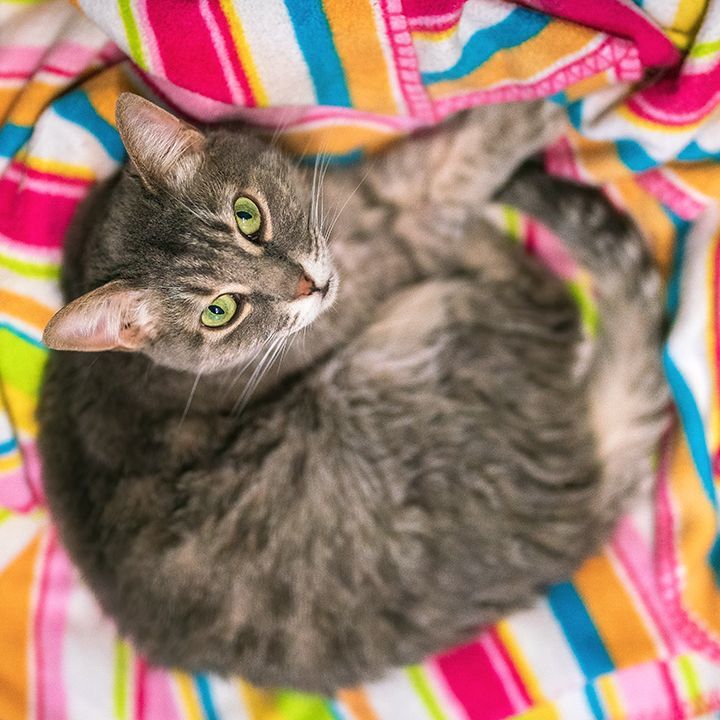 Eden, Adoptable, Young Female Domestic Short Hair.