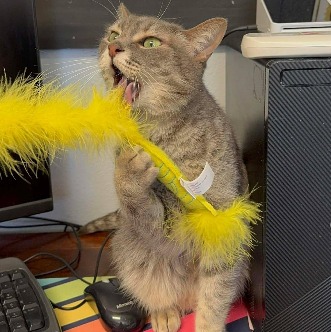 Eden, a Adoptable Domestic Short Hair in St. George, UT image 4/6