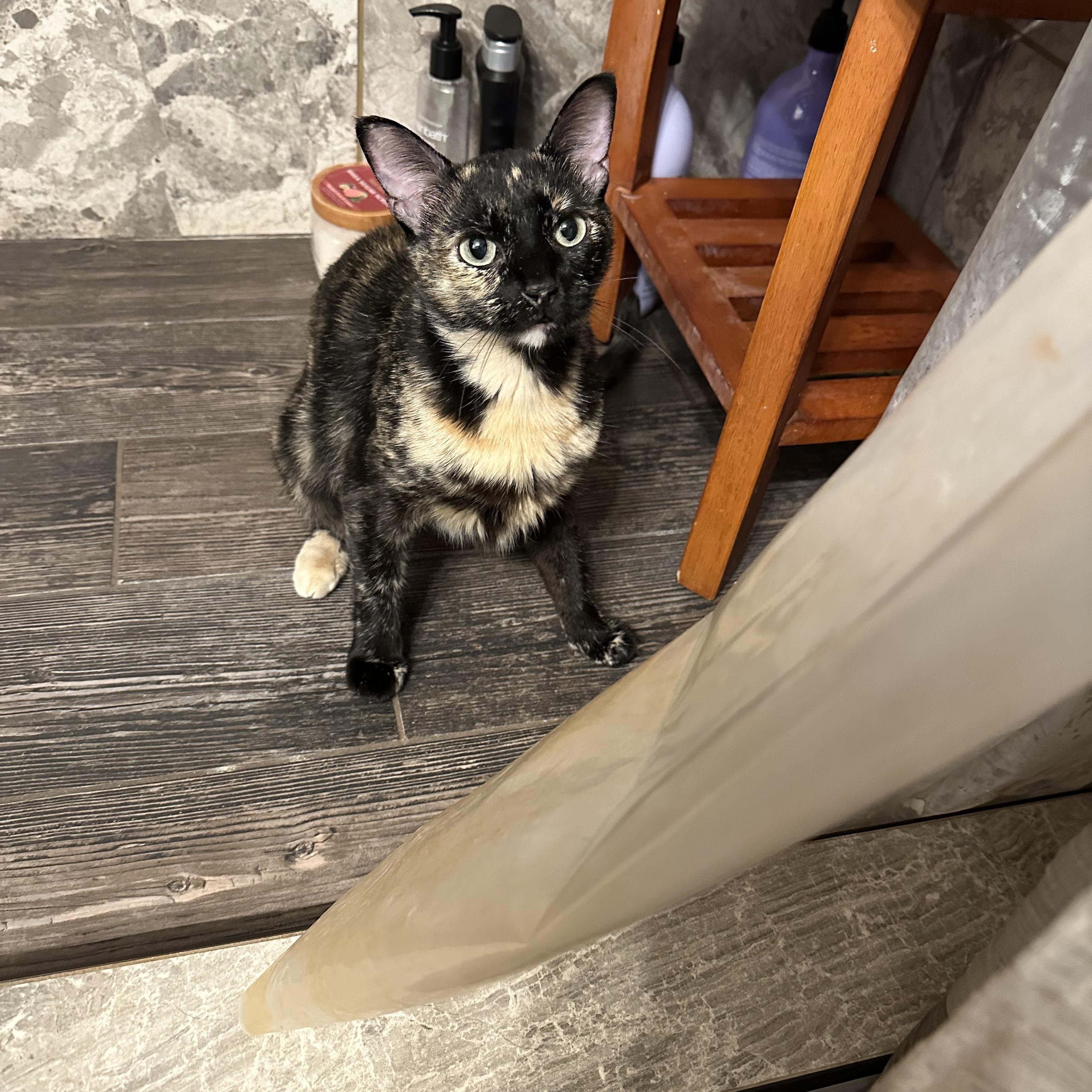 Mamma Rosie, a ADOPTABLE Domestic Short Hair in Tuttle, OK image 2/4