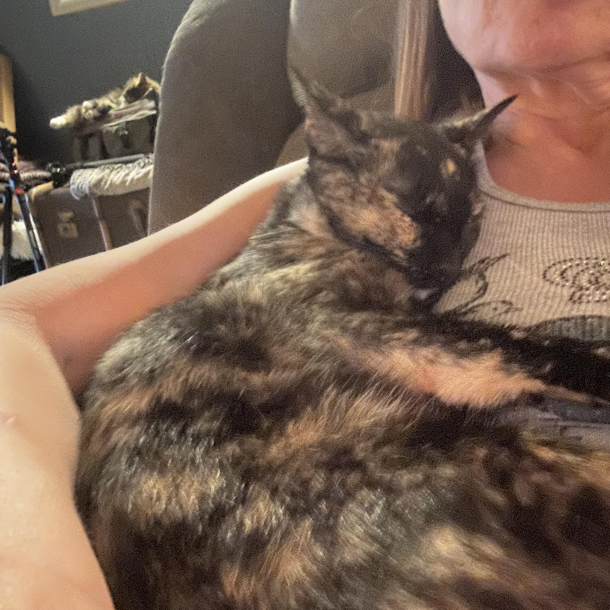 Mamma Rosie, a ADOPTABLE Domestic Short Hair in Tuttle, OK image 4/4