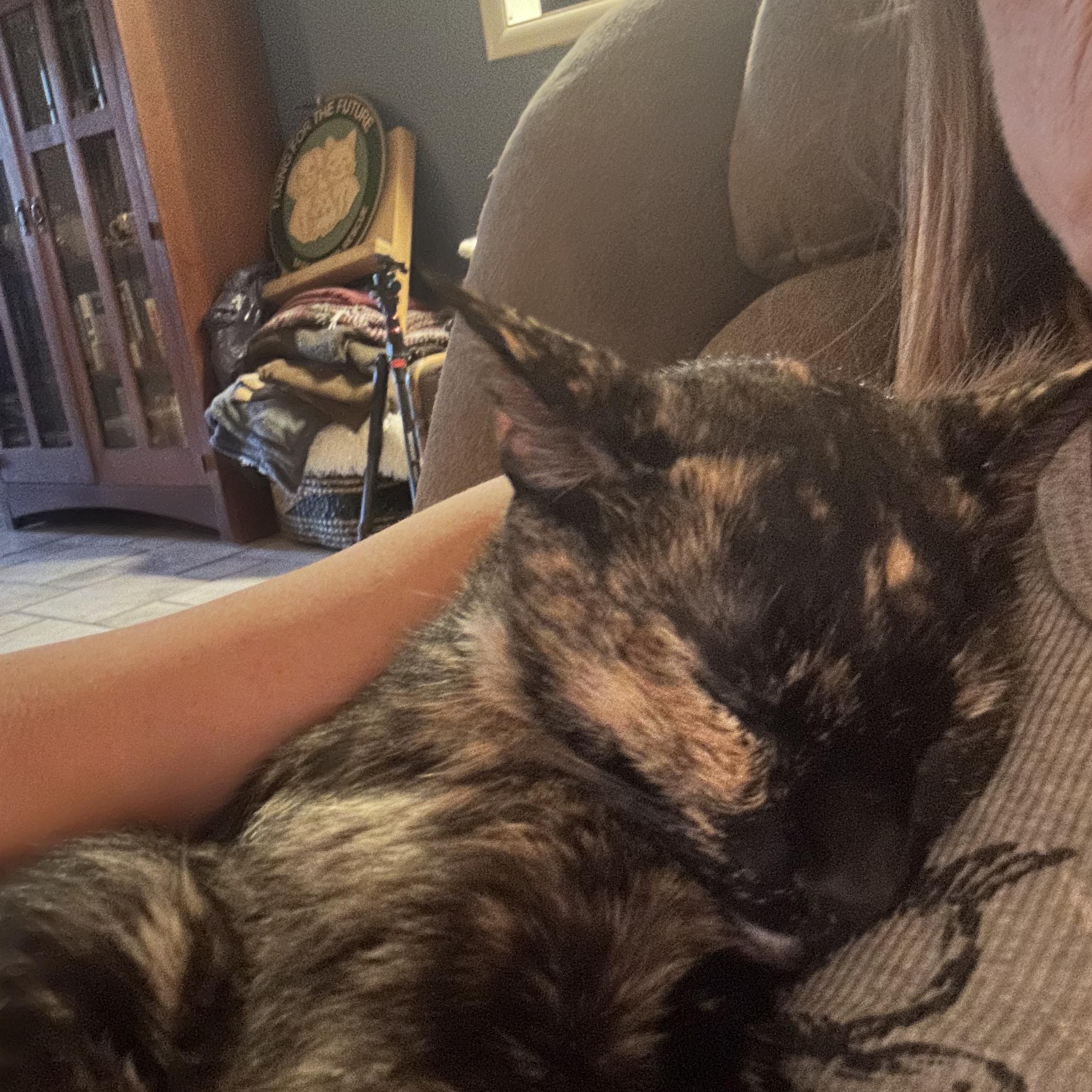 Mamma Rosie, a ADOPTABLE Domestic Short Hair in Tuttle, OK image 3/4