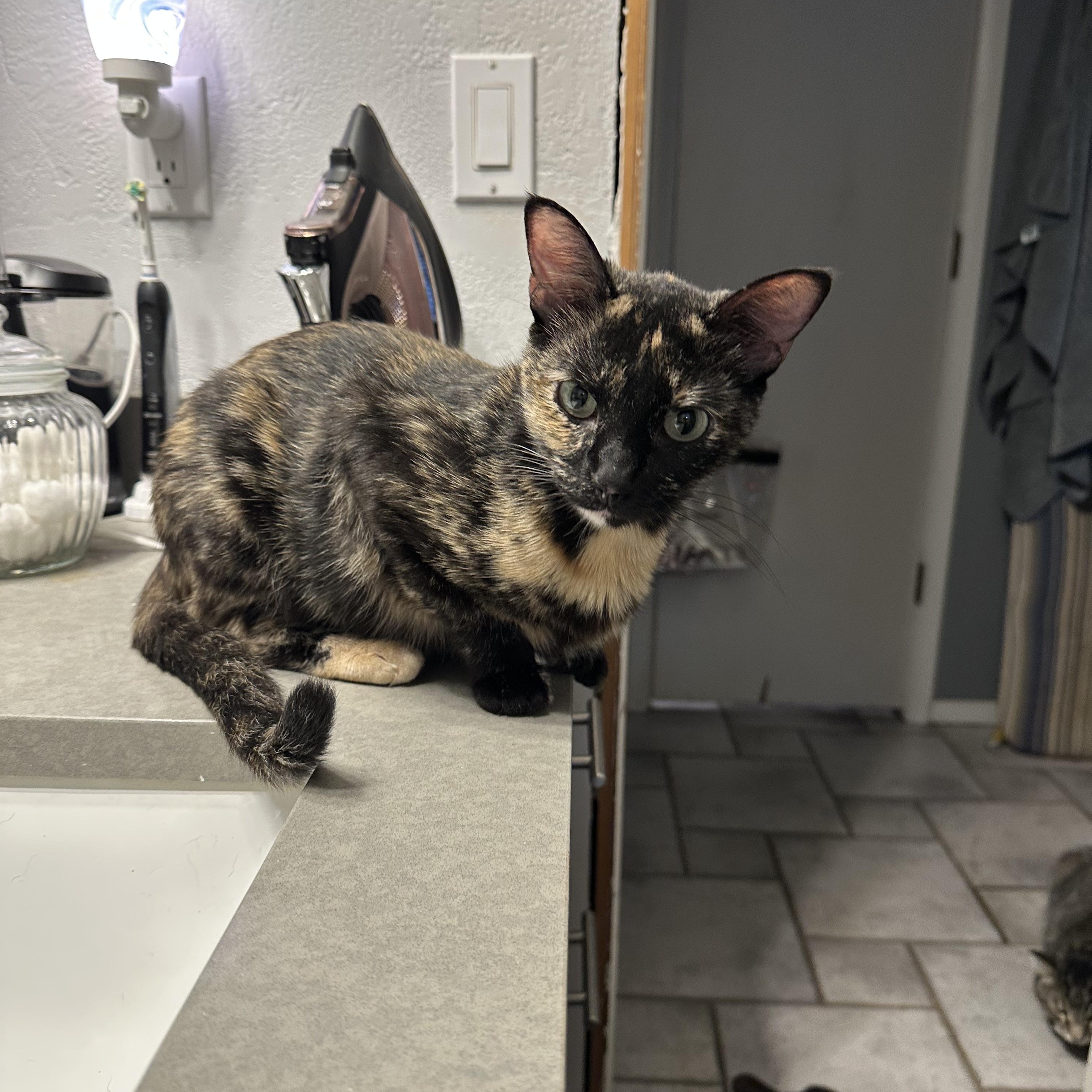 Mamma Rosie, a ADOPTABLE Domestic Short Hair in Tuttle, OK image 1/4