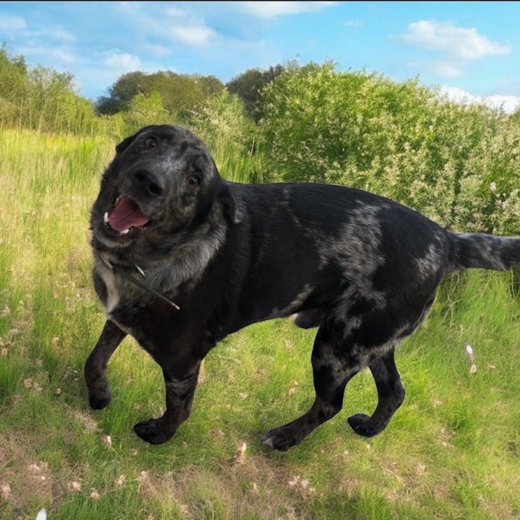 Enlarge Beau, a Adoptable mixed breed in Pittsfield, IL image 2/3