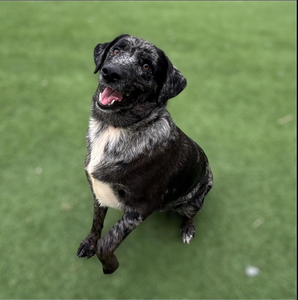 Beau, a Adoptable mixed breed in Pittsfield, IL image 3/3