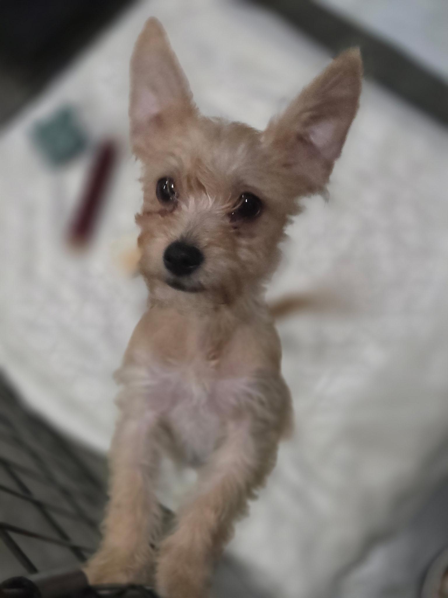 Roo, Adopted, Puppy Female Dachshund & Yorkshire Terrier.