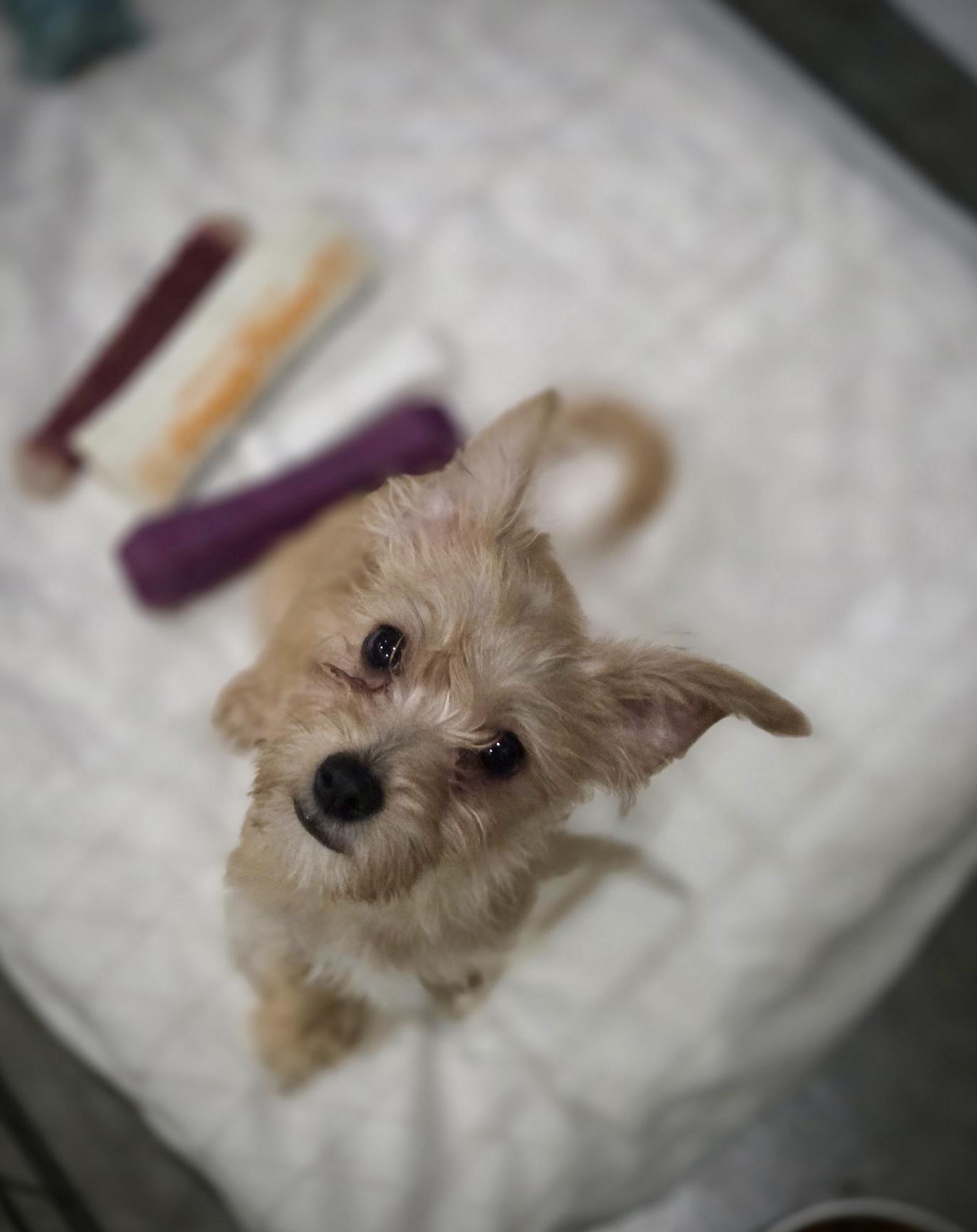 Enlarge Roo, a Adopted mixed breed in Port Angeles, WA image 2/2