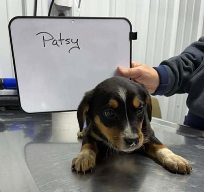 Enlarge Patsy, an adopted mixed breed in Munfordville, KY image 1/1