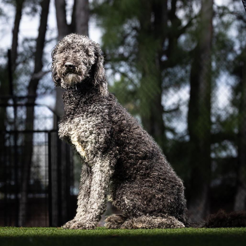 Misty — thumbnail 3