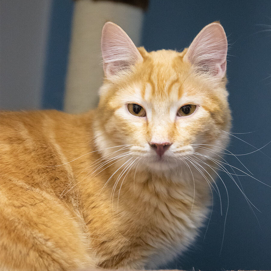 Bran, a Adoptable Domestic Short Hair in St. George, UT image 1/12