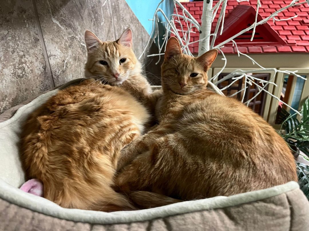 Bran, a Adoptable Domestic Short Hair in St. George, UT image 2/12