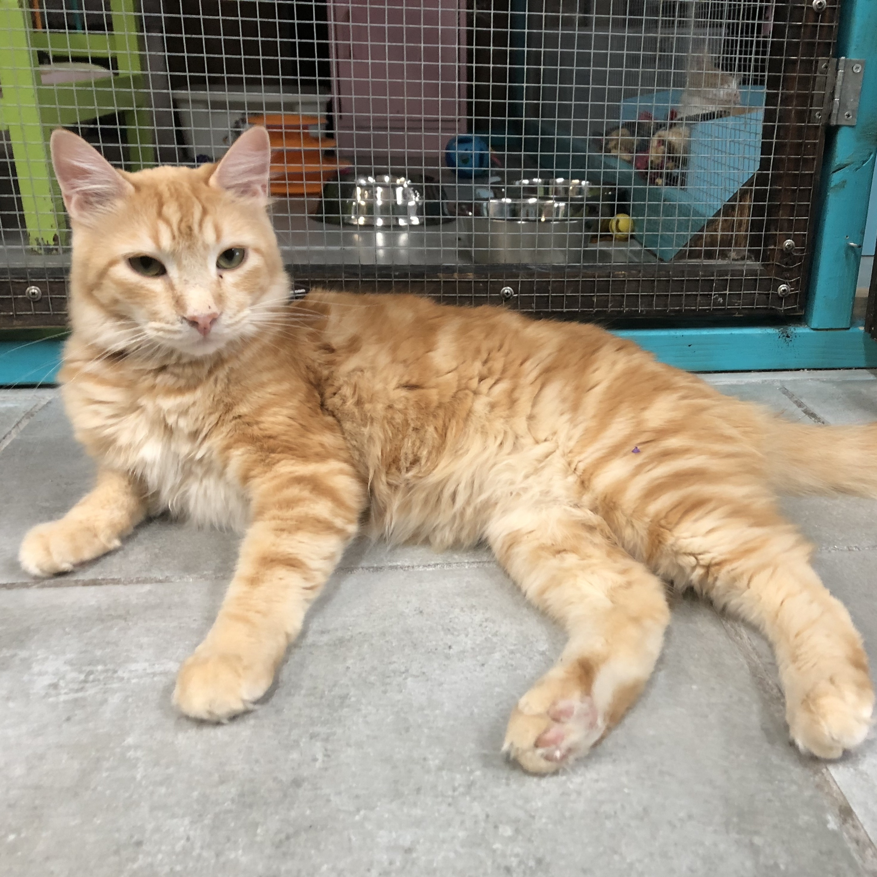 Bran, a Adoptable Domestic Short Hair in St. George, UT image 3/12