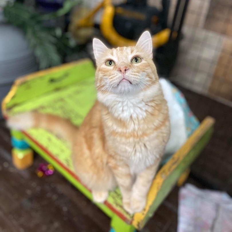 Bran, a Adoptable Domestic Short Hair in St. George, UT image 4/12