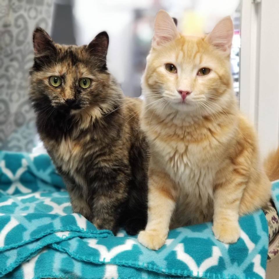 Bran, a Adoptable Domestic Short Hair in St. George, UT image 5/12