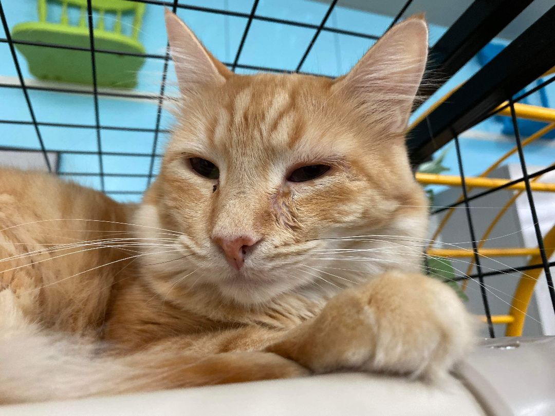 Bran, a Adoptable Domestic Short Hair in St. George, UT image 6/12