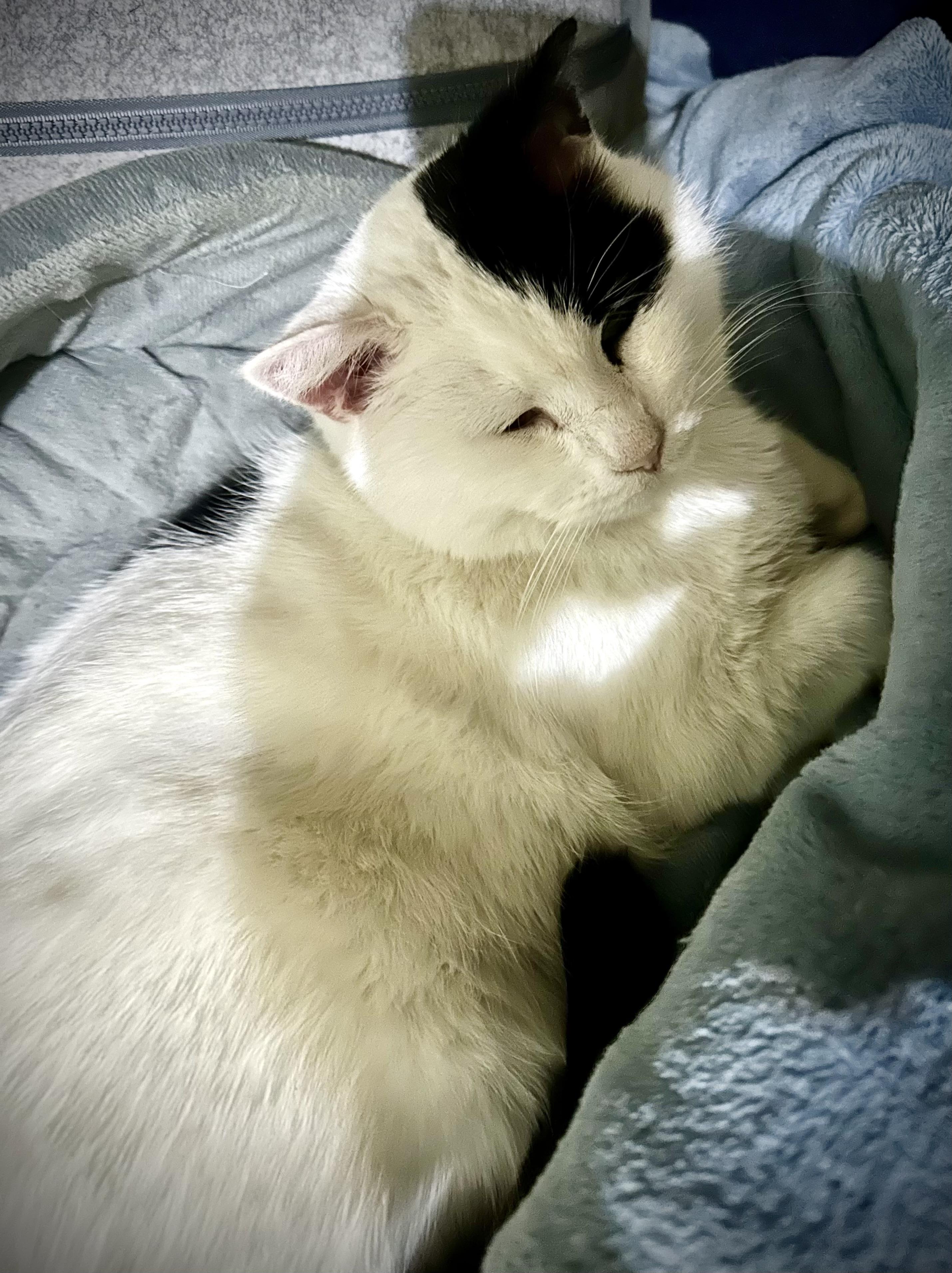 Enlarge Barnaby, a Adopted Domestic Short Hair in WOODSTOCK, ON image 6/6