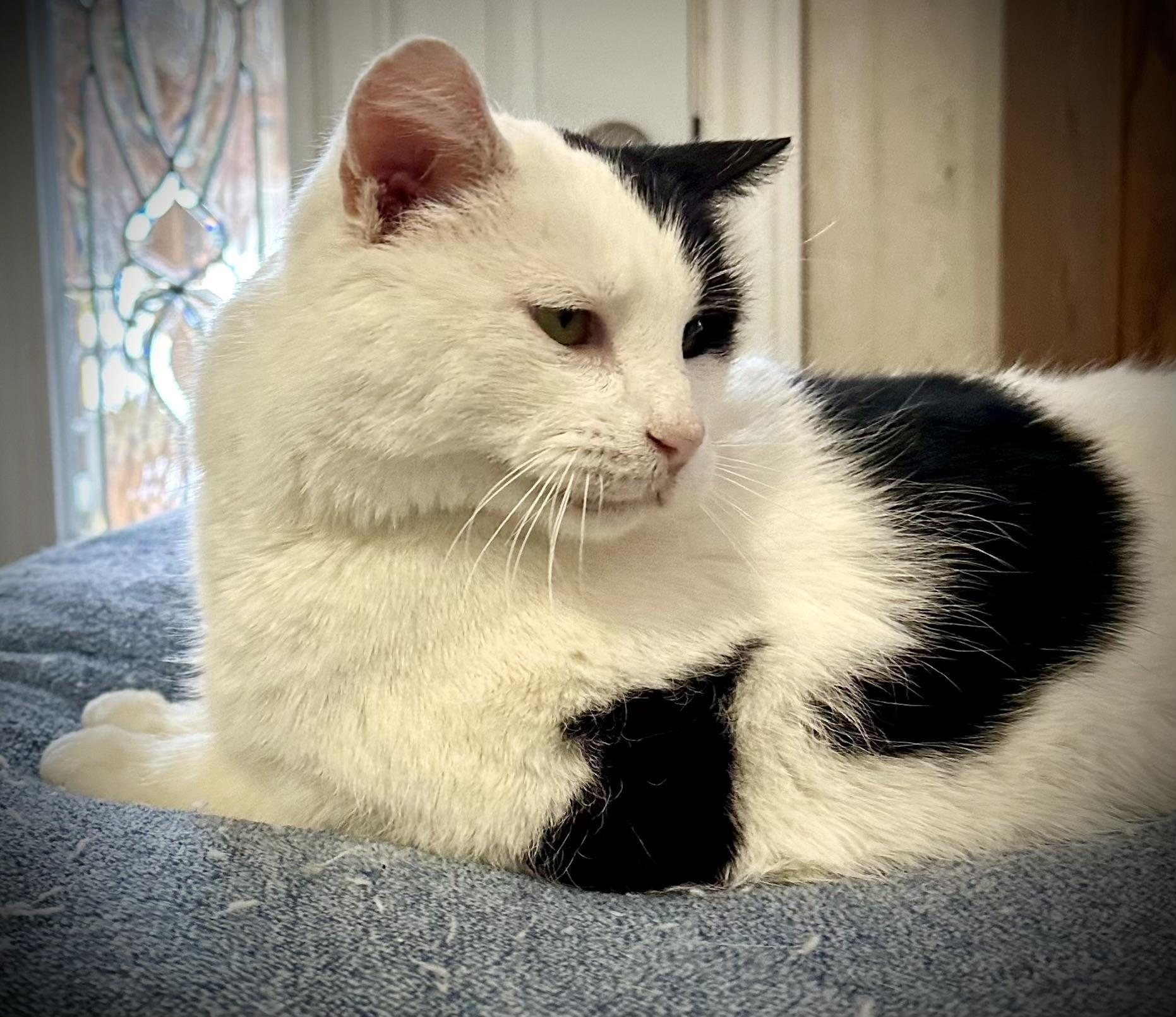 Enlarge Barnaby, a Adopted Domestic Short Hair in WOODSTOCK, ON image 2/6