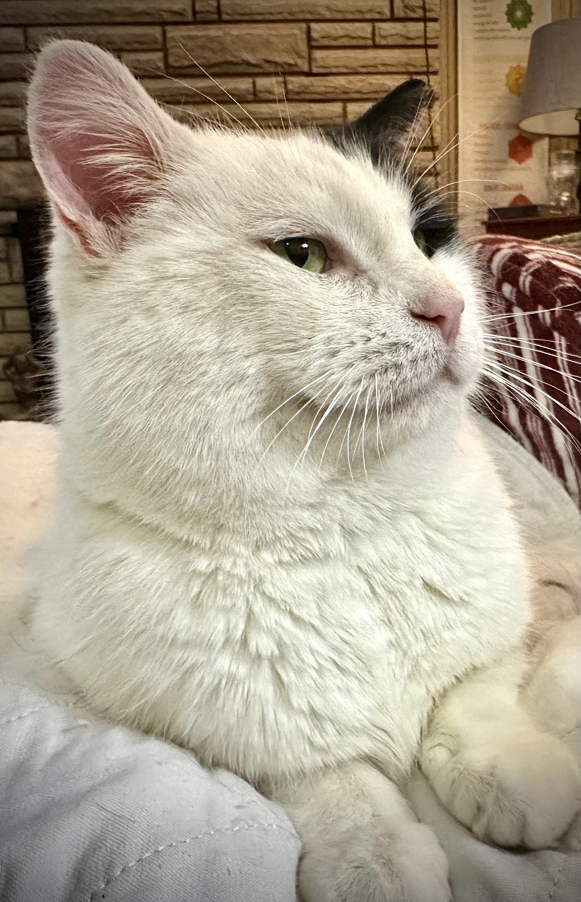 Enlarge Barnaby, a Adopted Domestic Short Hair in WOODSTOCK, ON image 5/6