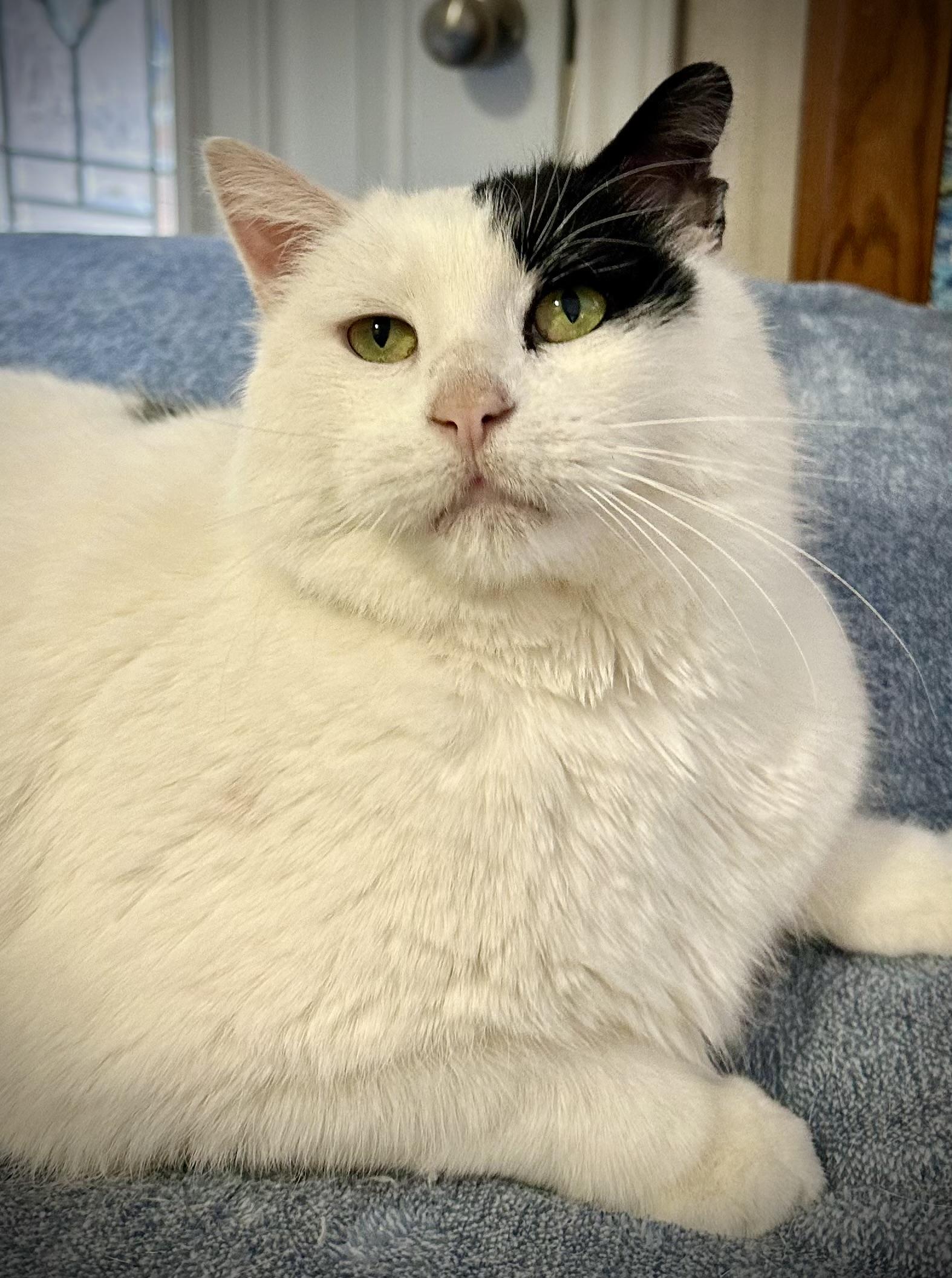 Barnaby, Adopted, Adult Male Domestic Short Hair.