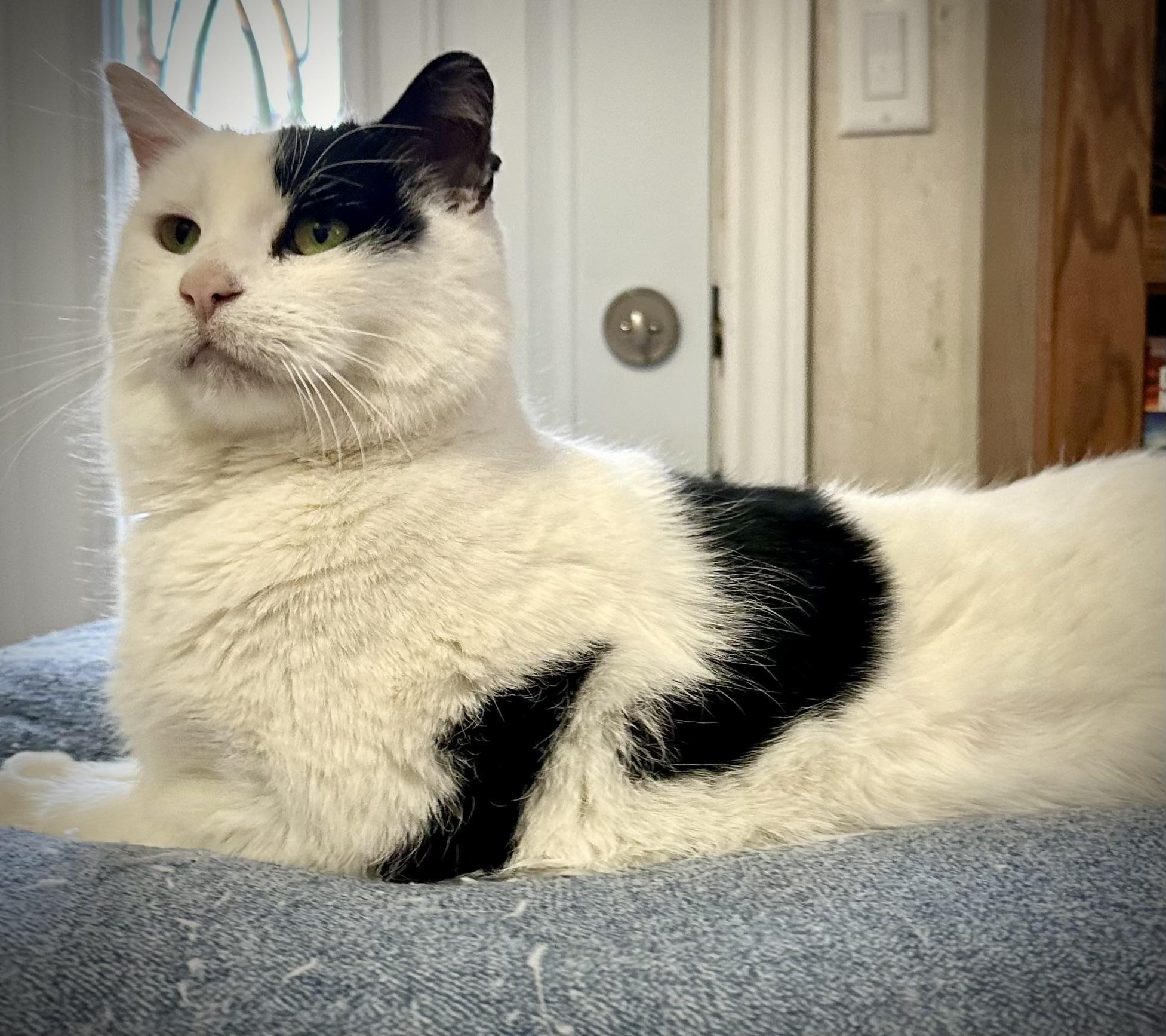 Enlarge Barnaby, a Adopted Domestic Short Hair in WOODSTOCK, ON image 4/6