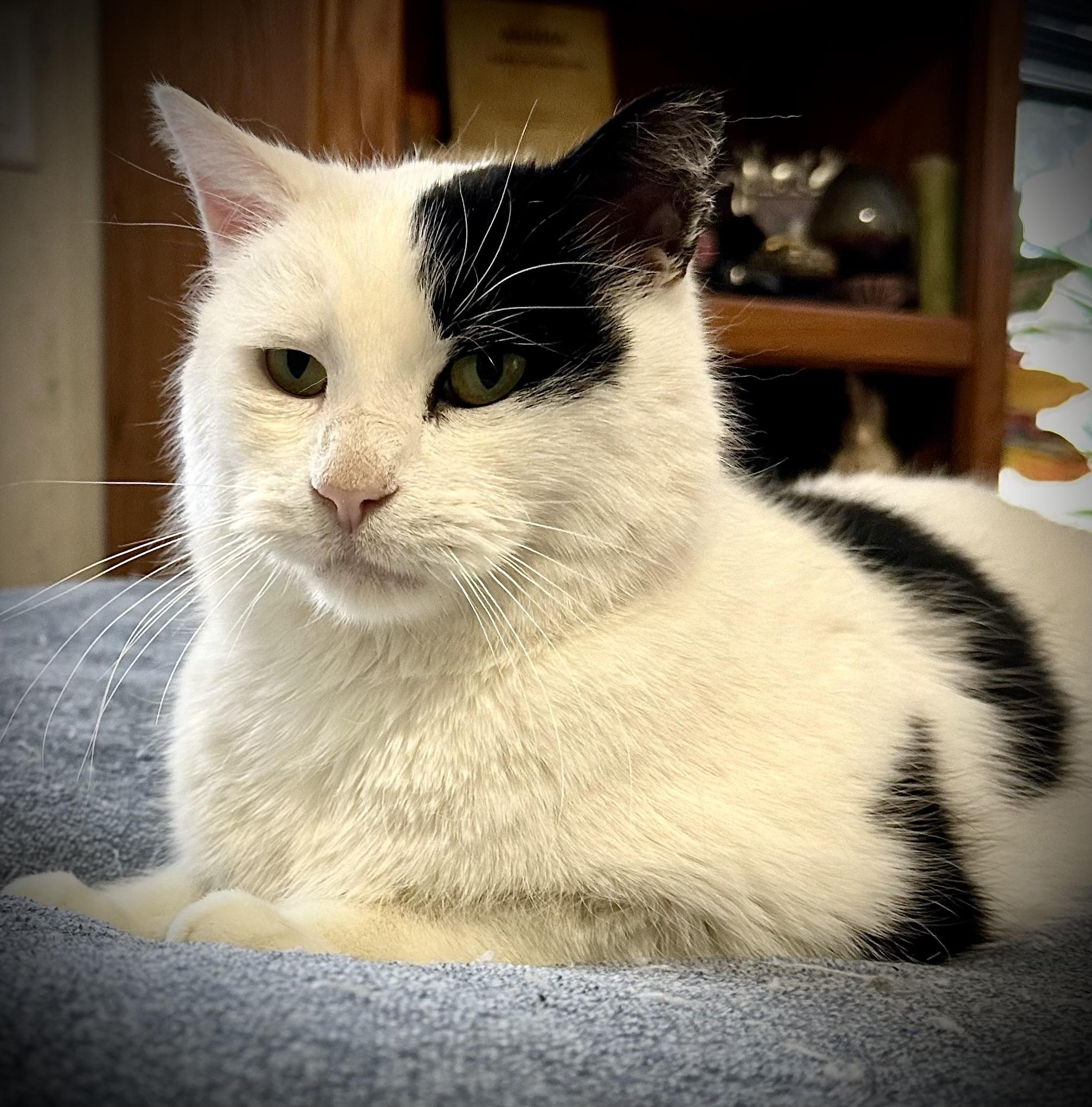 Enlarge Barnaby, a Adopted Domestic Short Hair in WOODSTOCK, ON image 3/6