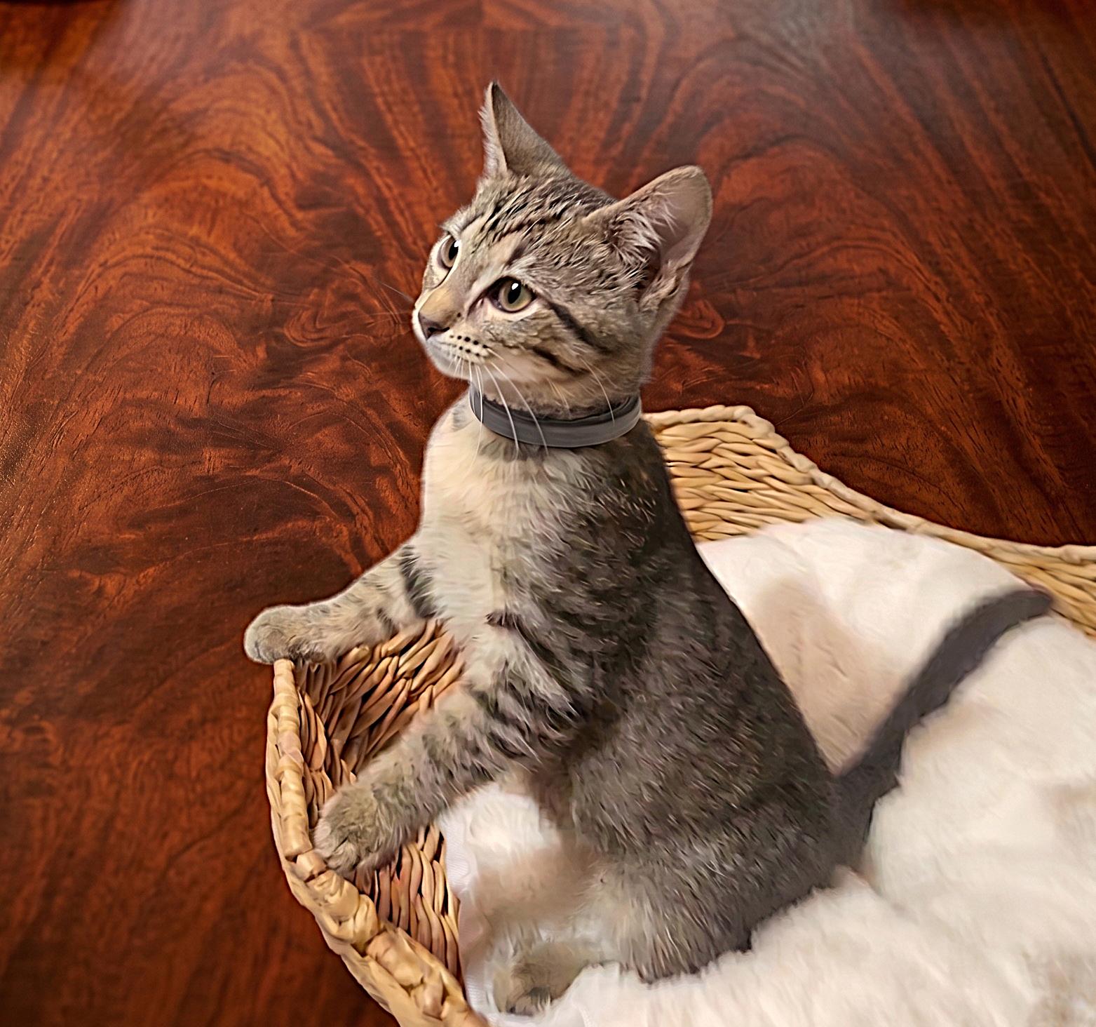 Copper, a Adoptable Domestic Short Hair in Allen, TX image 6/6